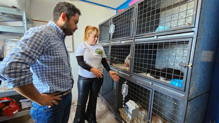Proyecto permitirá esterilizar caninos y felinos abandonados en la calle